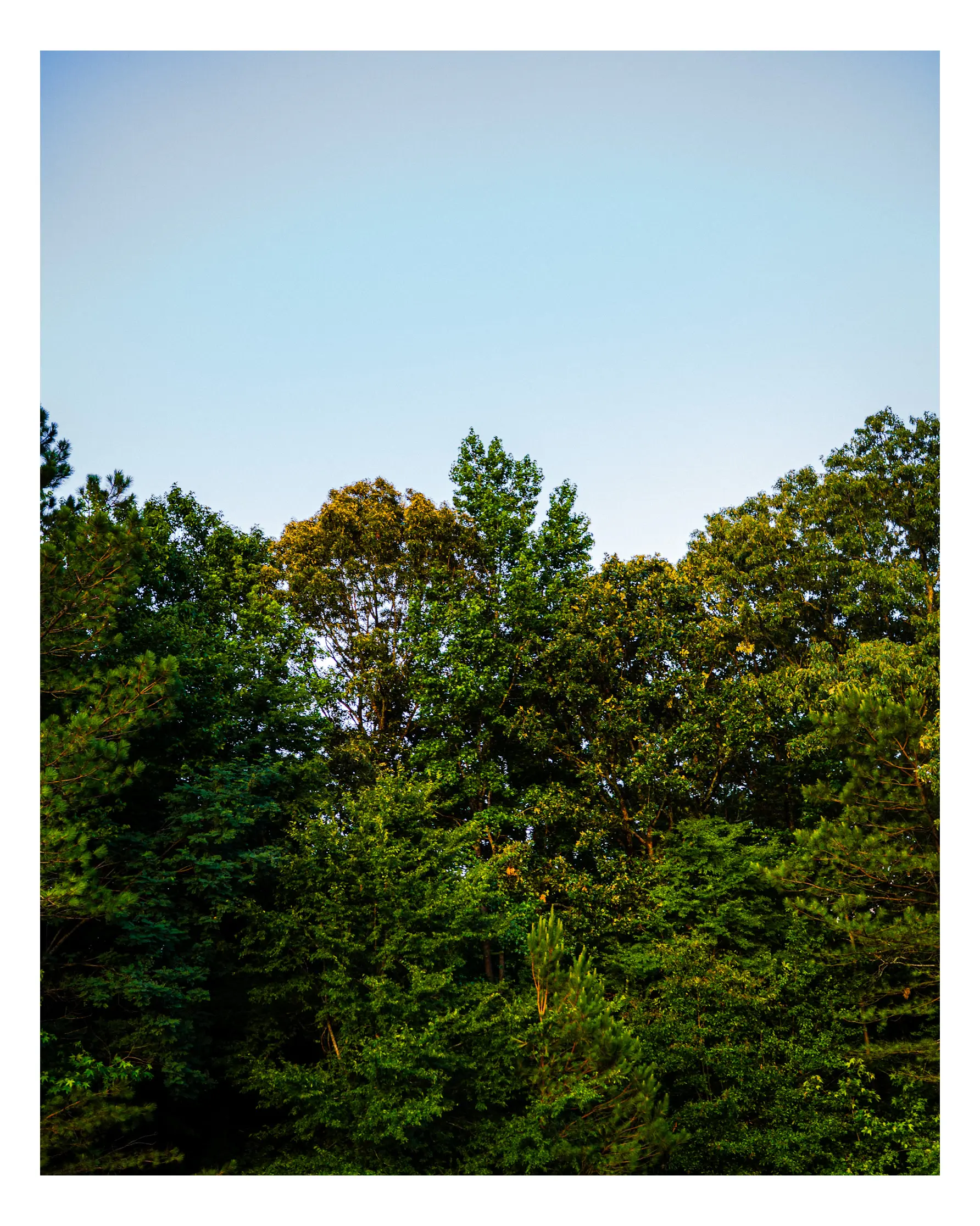 Trees over Springhill