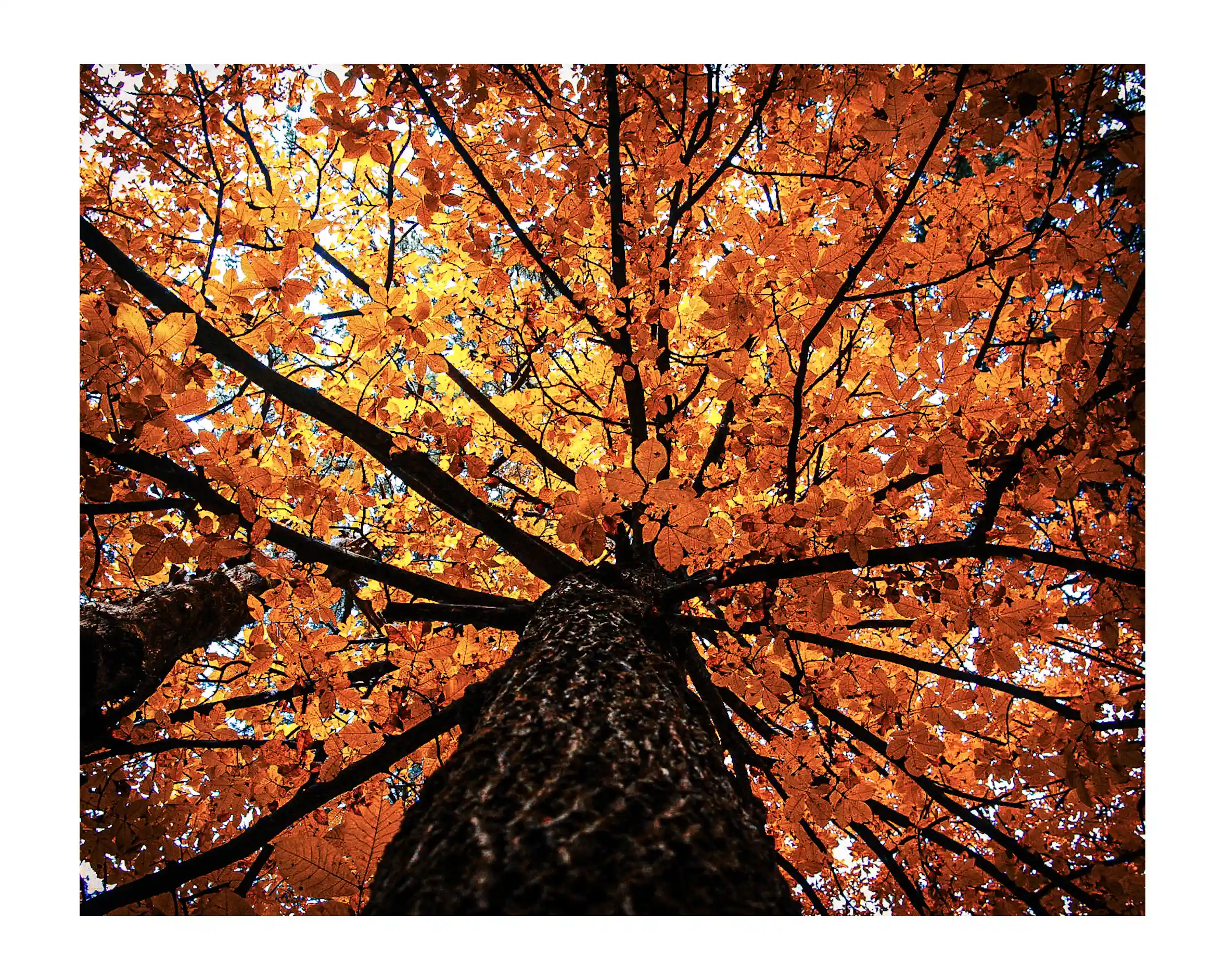Fall at Rowan Oak