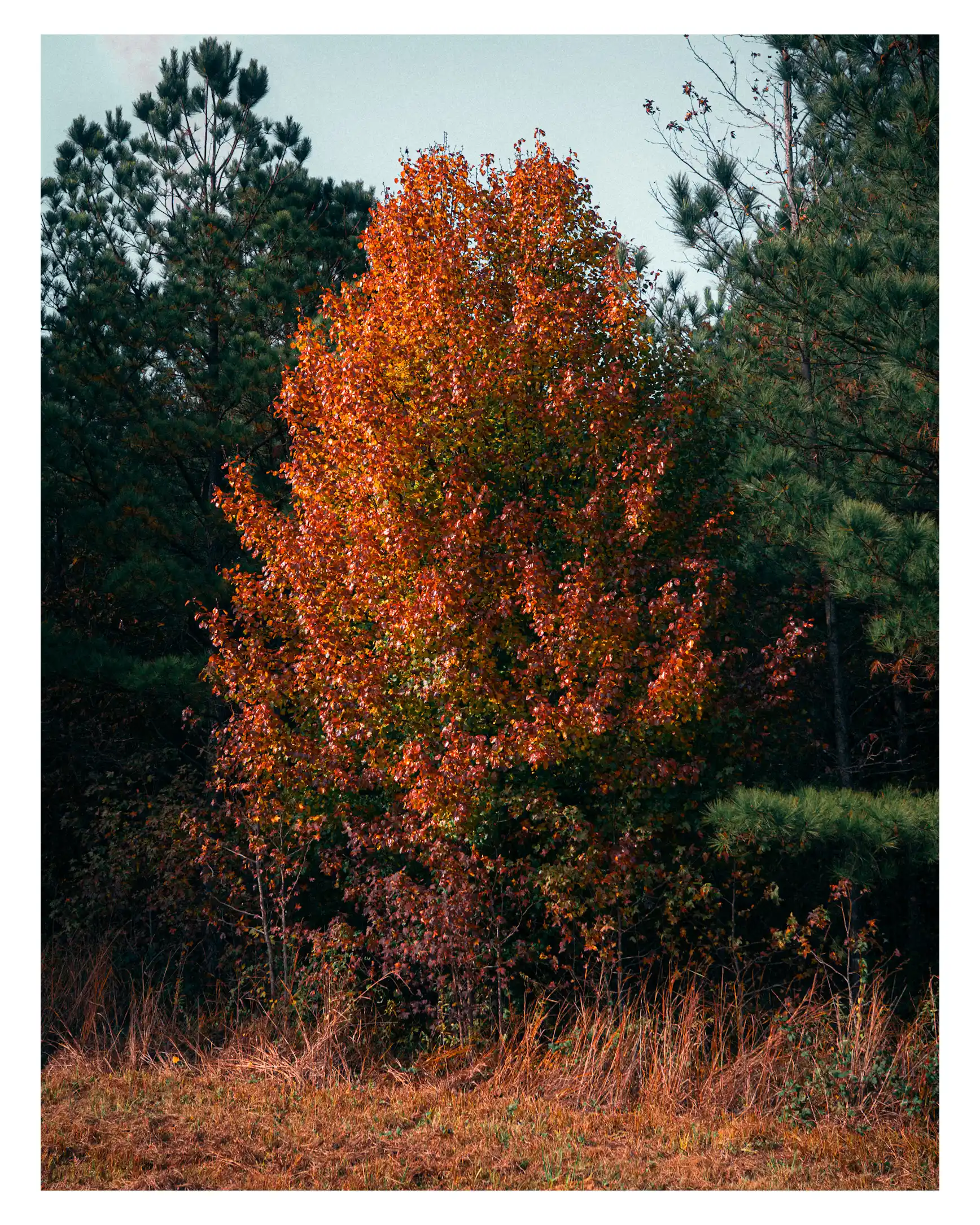 Fall in Mississippi
