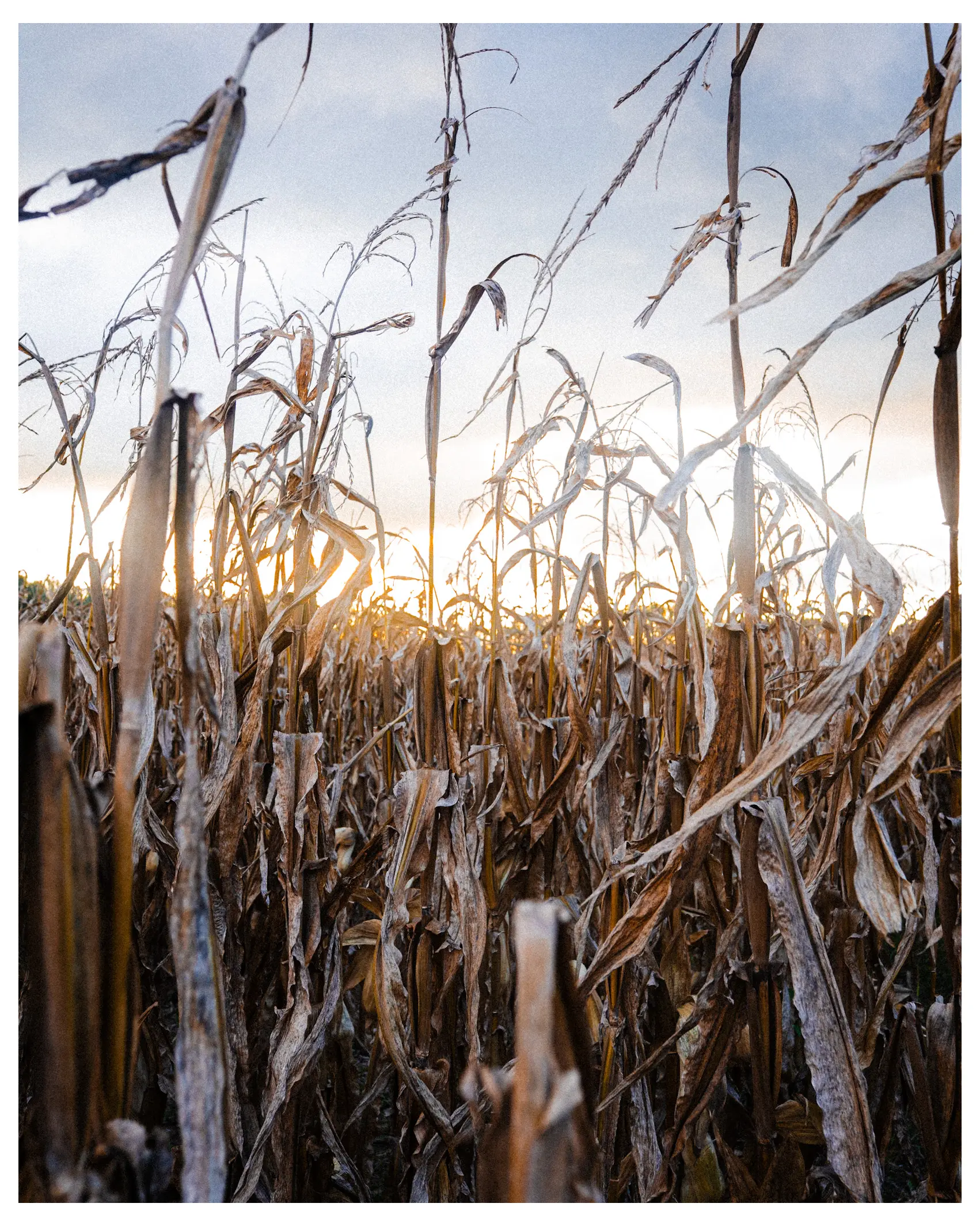 Corn Field in the Bottom