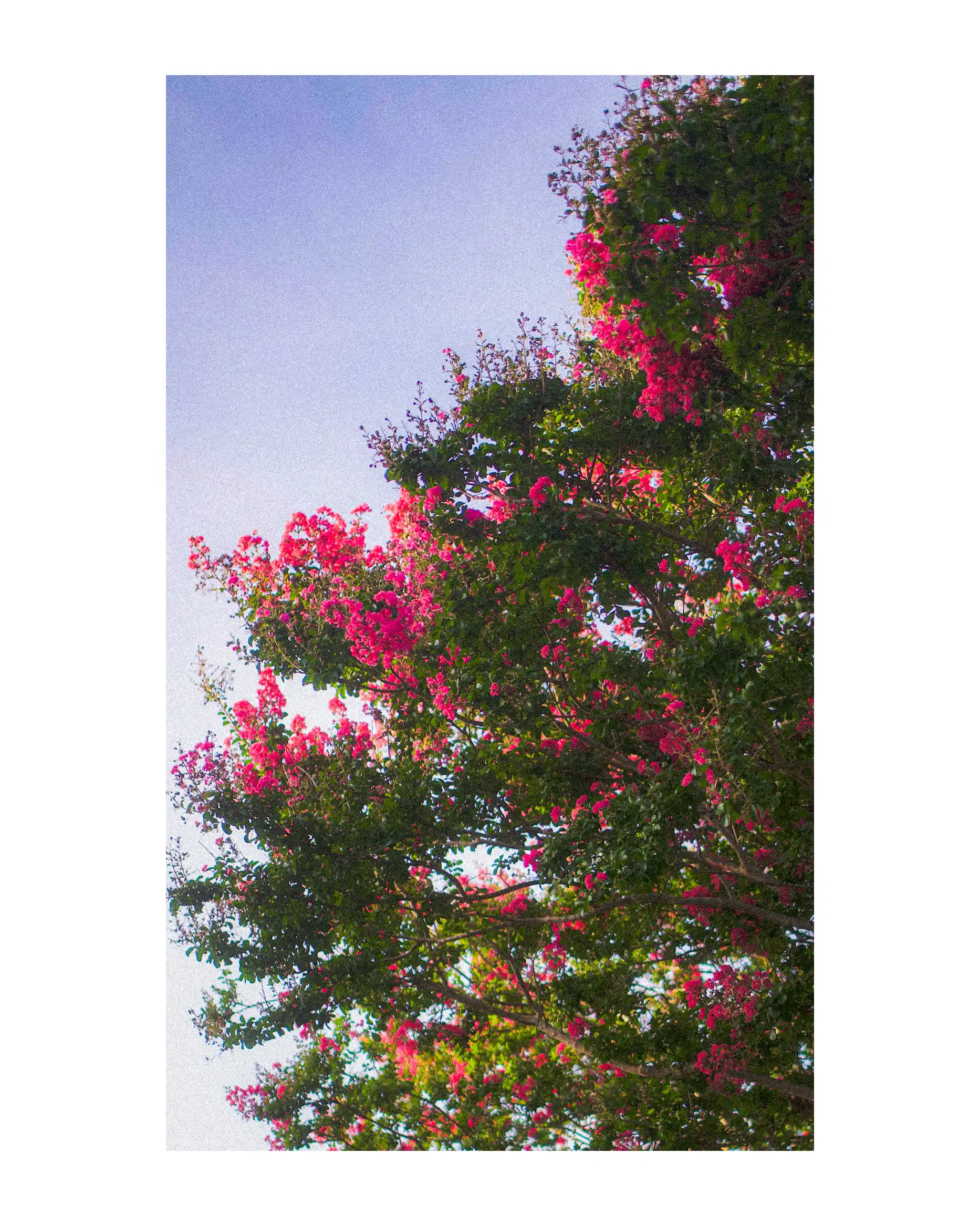Lagerstroemia