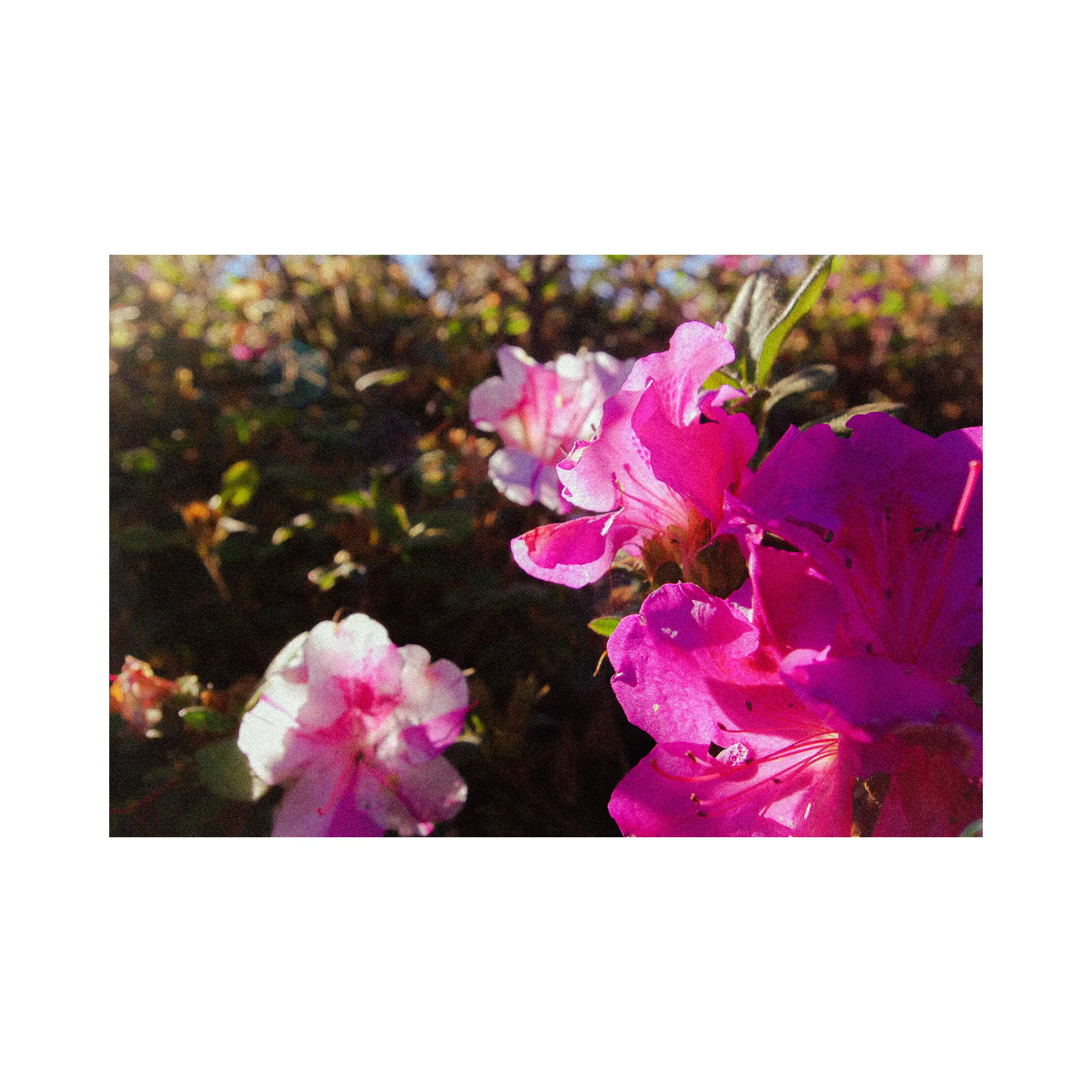 Florals