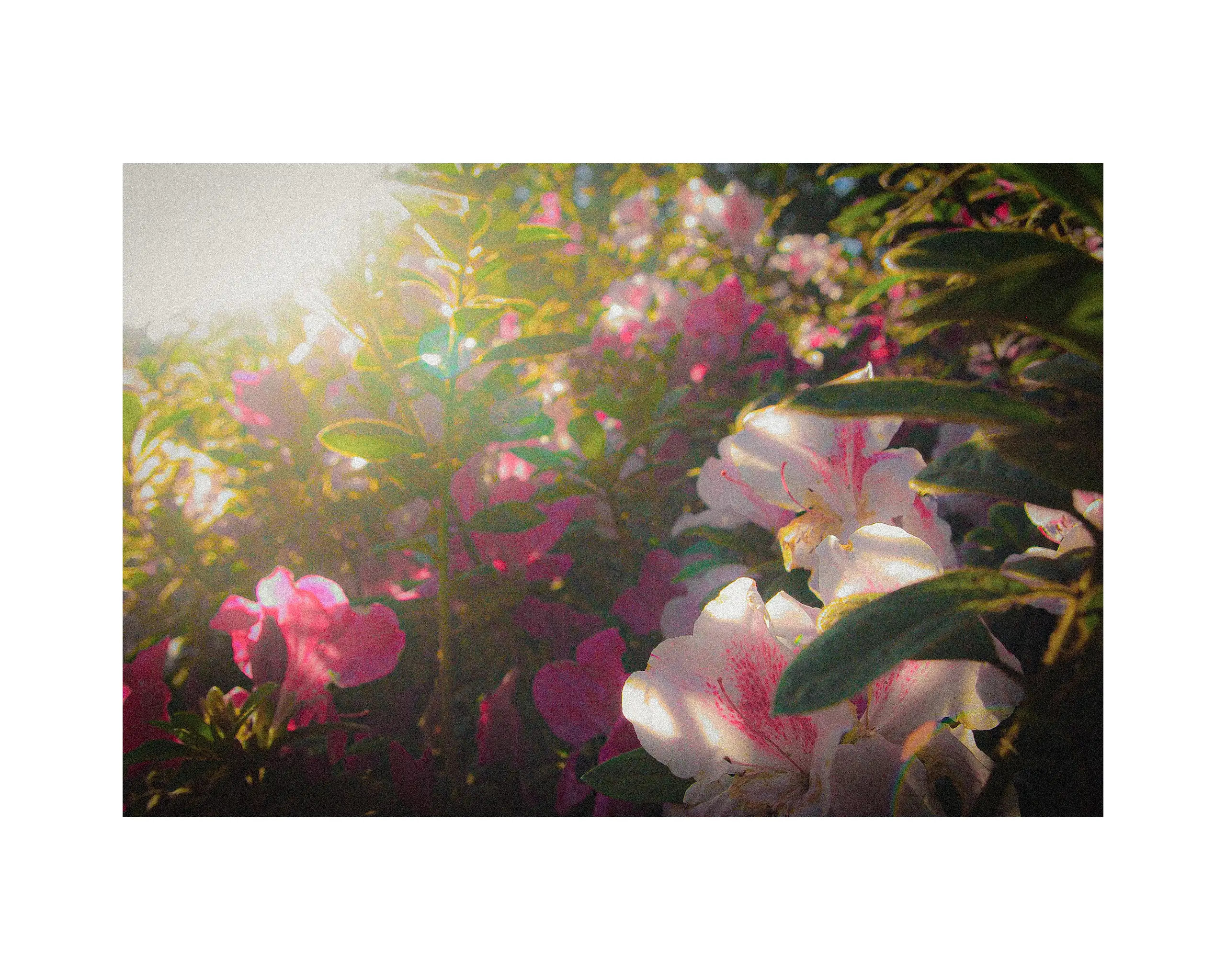 Florals
